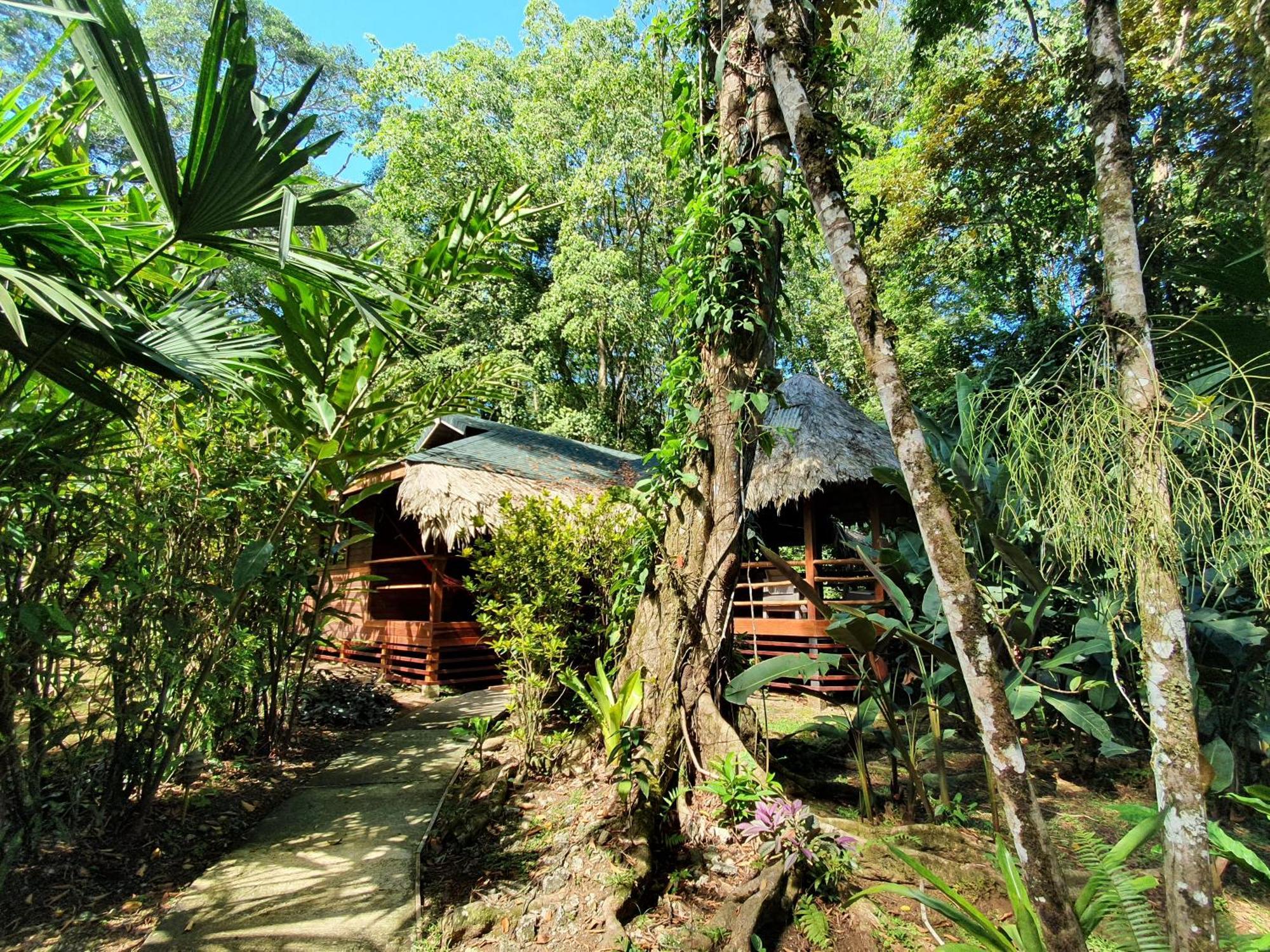 Cariblue Beach And Jungle Resort Puerto Viejo de Talamanca Værelse billede